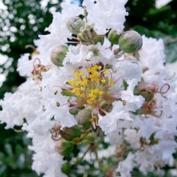 Lagerstroemia indica 'Monow' 