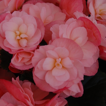 Begonia x hiemalis Dragone 'Champagne'