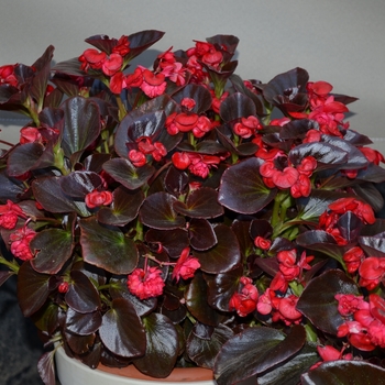 Begonia Gumdrop® 'Coco Rose'