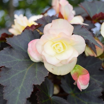 Begonia 'Antique Lemon'