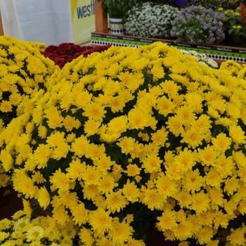 Chrysanthemum x morifolium