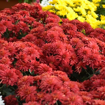 Chrysanthemum x morifolium