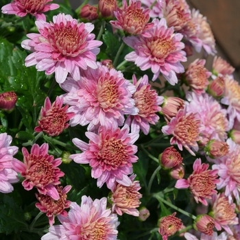 Chrysanthemum x morifolium 'Multiple Varieties'