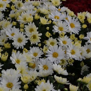 Chrysanthemum x morifolium 'White' 