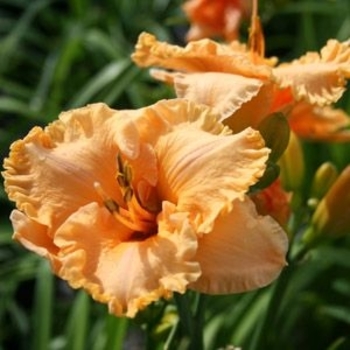 Hemerocallis 'Bermuda Peach™' SPd 006-08 PP23402