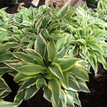 Hosta 'Wolverine' 