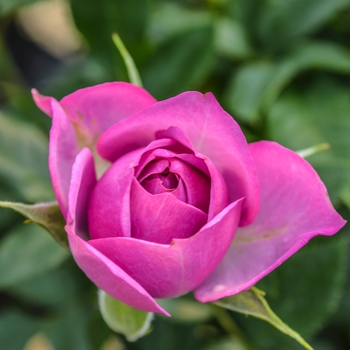 Rosa 'KORfloci67' PP23683