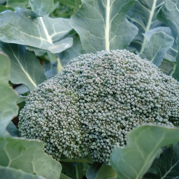 Brassica oleracea 'Belstar' 