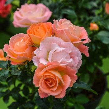 Rosa 'Peach Drift®'