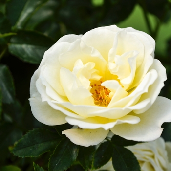 Rosa 'Popcorn Drift®'