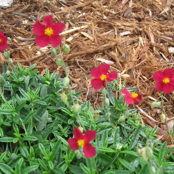 Helianthemum nummularium 'Mesa Wine' 