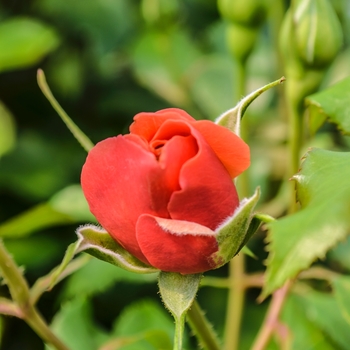 Rosa 'Copper' Meikokan 1271