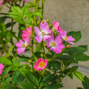 Rosa 'Radcleome' PP25065