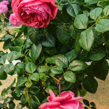 Rosa 'KORhokhel' KORhokhel