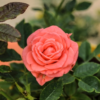 Rosa Sunblaze® 'Salmon'