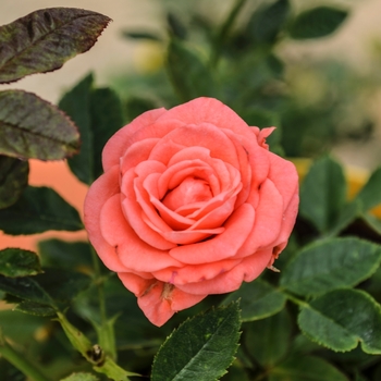 Rosa Sunblaze® Salmon