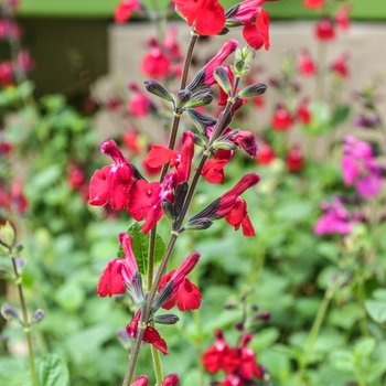 Salvia 'Bright Eyes'