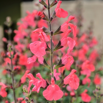 Salvia greggii Suncrest 'Fire Dancer' (060571)