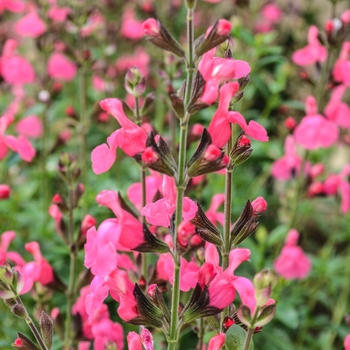 Salvia 'Flamenco Rose' 