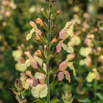 Salvia 'Golden Girl' PP23997