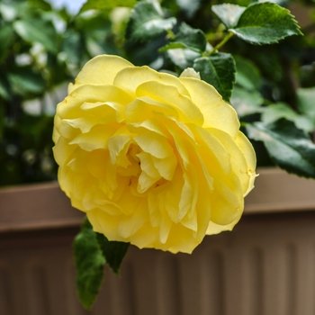 Rosa Balconia® 'Solero'