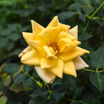Rosa Table to Garden® 'Apricot Twist™'