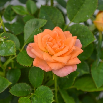 Rosa Table to Garden® 'Cupcake™'