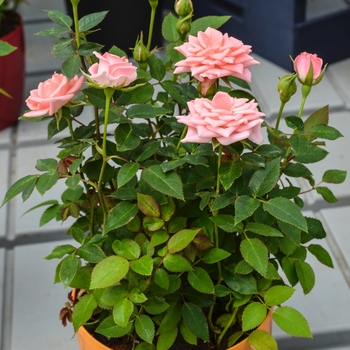 Rosa Table to Garden® 'Denver's Dream™'