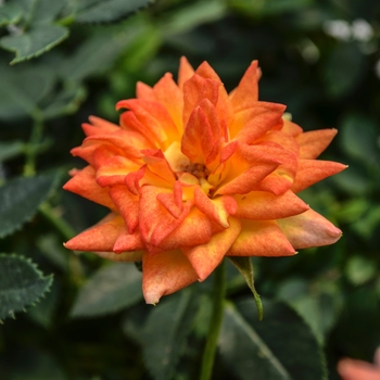 Rosa Table to Garden® 'Fireworks™' (060601)