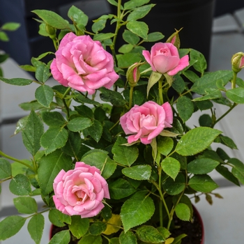 Rosa Table to Garden® 'Peppermint Patty™'