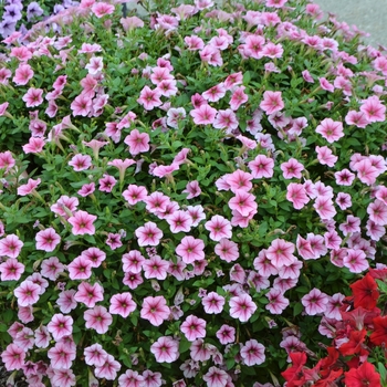 Petunia 'Hot Pink' 