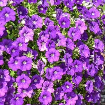 Petunia 'Bouquet Denim' 