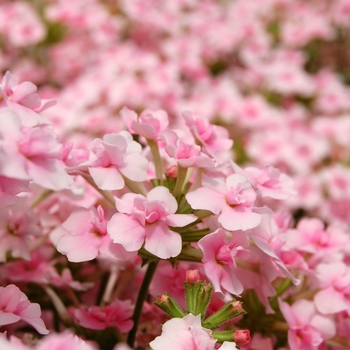 Verbena 'Corsage Light Pink'