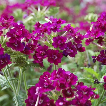 Verbena 'Corsage Purple'