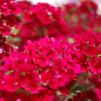 Verbena 'Corsage Wine'