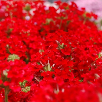 Verbena 'Corsage Red' 