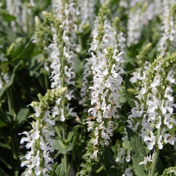 Salvia nemorosa 'White' 