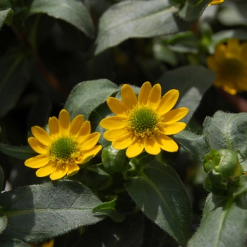 Sanvitalia procumbens 'Solaris® Yellow'