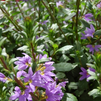 Scaevola aemula 'Euphoria Blue'