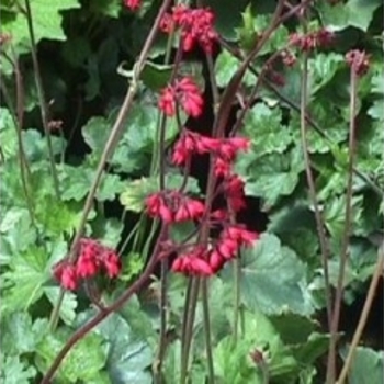 Heuchera sanguinea 'Splendens' 