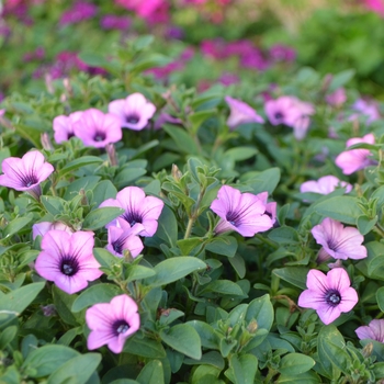 Petunia 'Orchid Charm' 