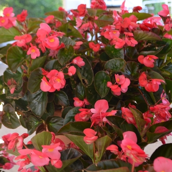 Begonia benariensis 'Red' 