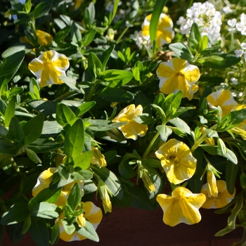 Calibrachoa 'Lemon Slice' 