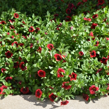 Calibrachoa Superbells® 'Pomegranate Punch™' (061474)