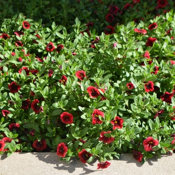 Calibrachoa Superbells® 'Pomegranate Punch™'