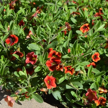 Calibrachoa Superbells® 'Spicy'