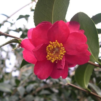 Camellia sasanqua 'Red Bird' 