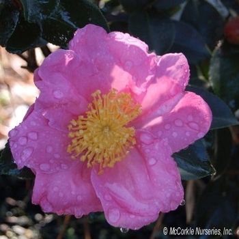 Camellia sasanqua 'Pink Serenade' 