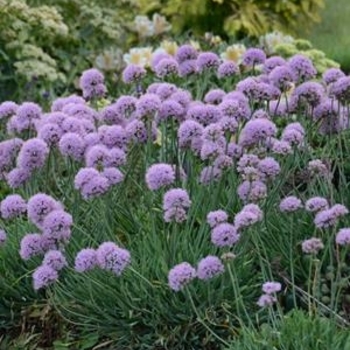 Allium senescens 'Blue Twister' 