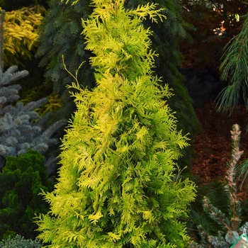 Thuja occidentalis 'Yellow Ribbon'